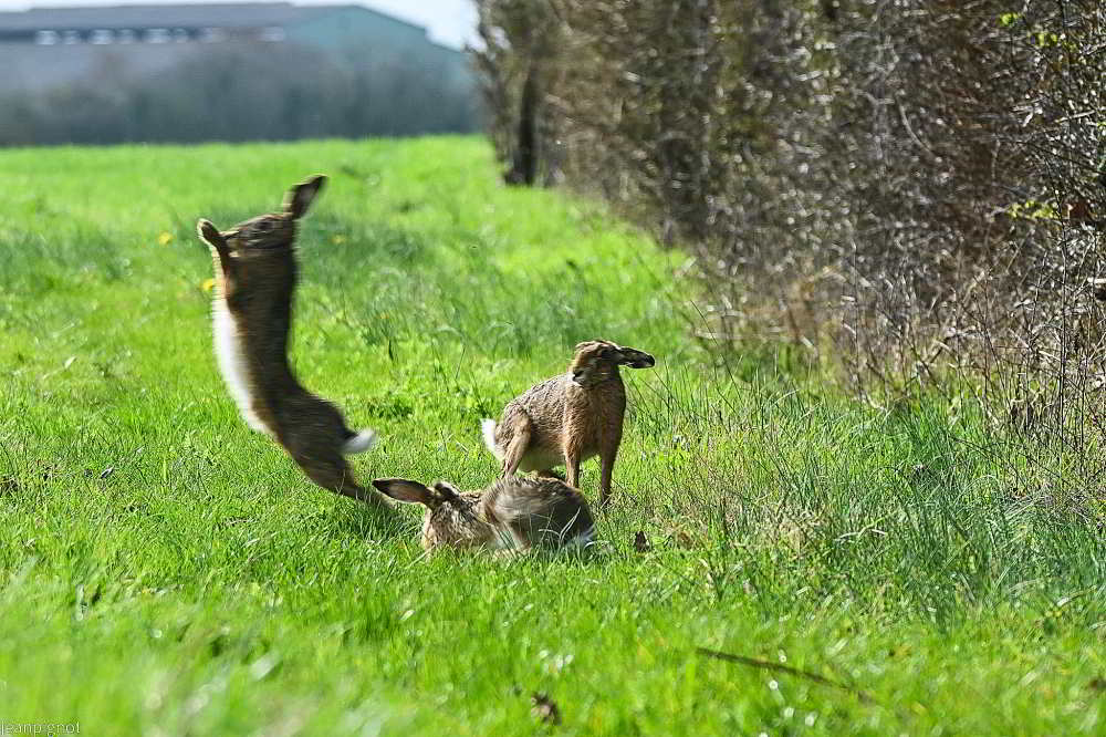 DSC_9871_001DSC_9871_03.JPG