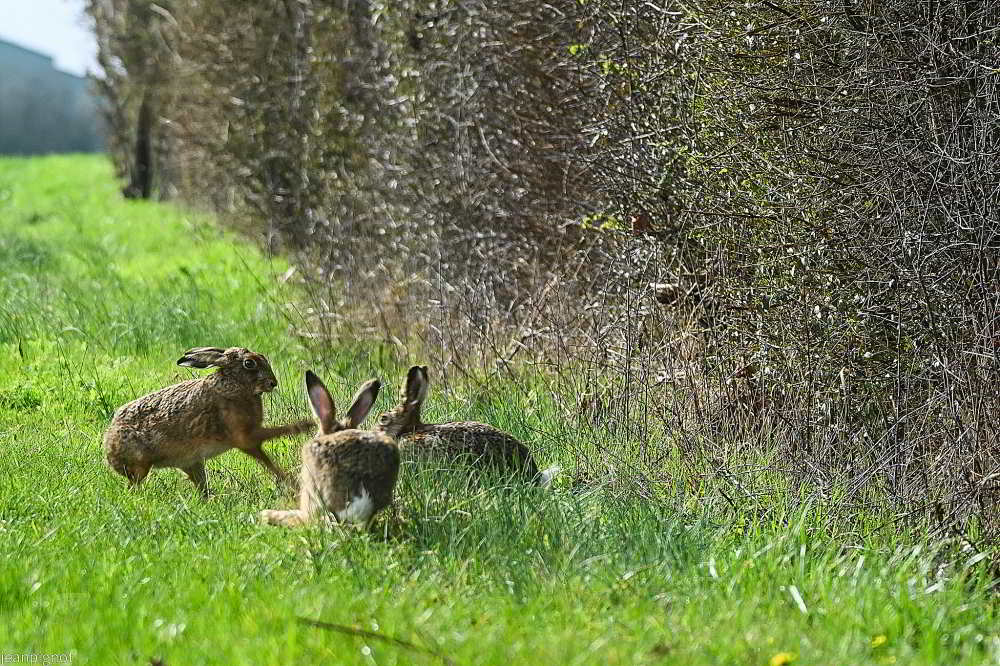 DSC_9868_001DSC_9868.JPG