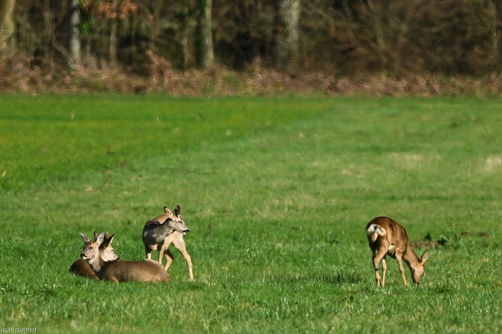 N6 chevreuils.JPG