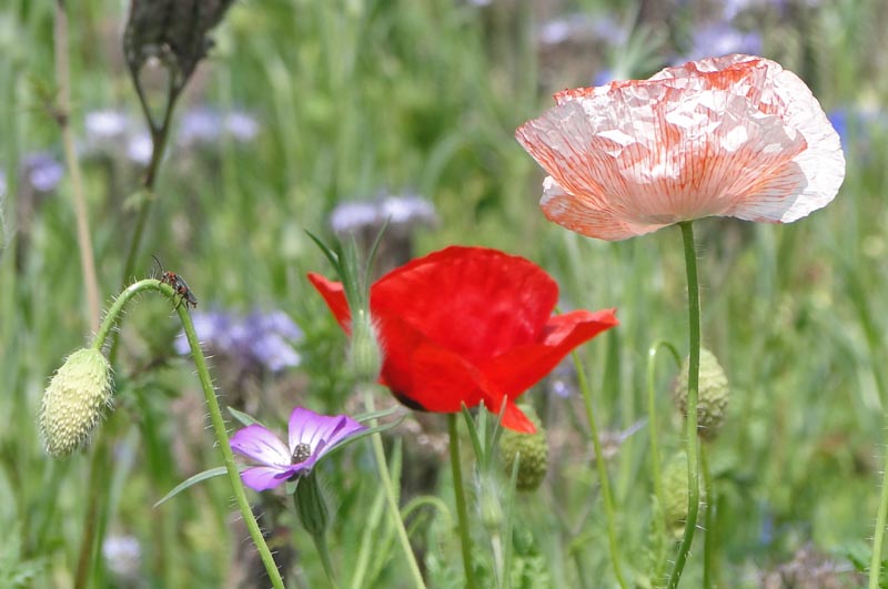 Coquelicot rose.jpg
