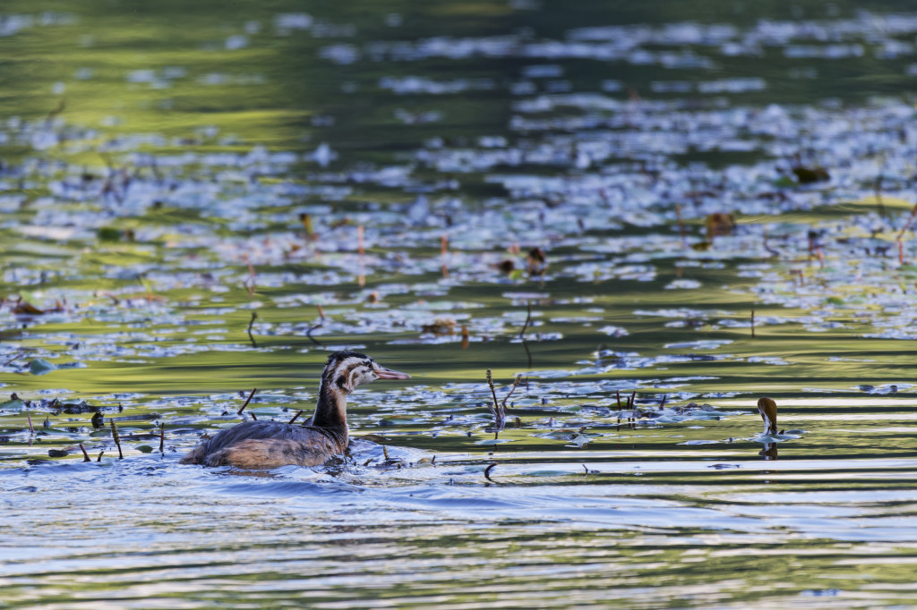 grebe-490.jpg