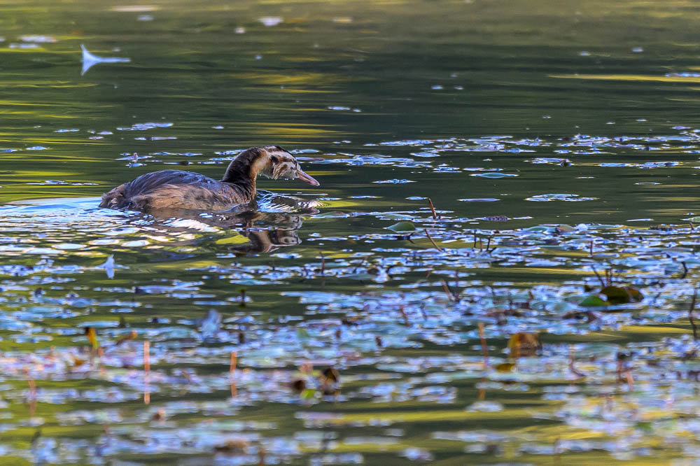 grebe-497.jpg