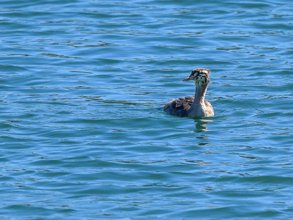 grebe-503.jpg
