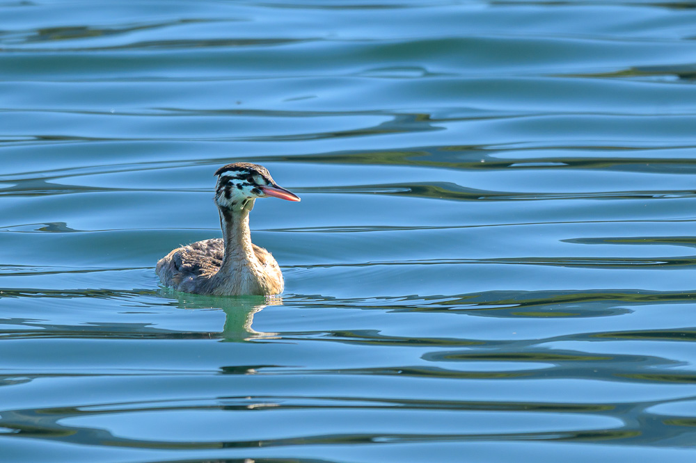 grebe-509.jpg