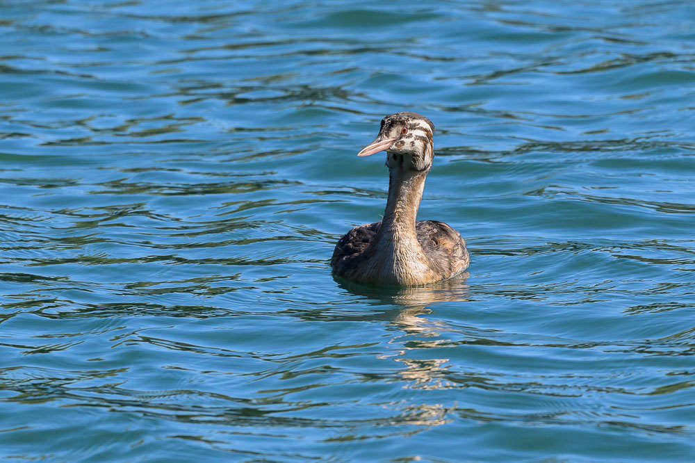 grebe-539.jpg