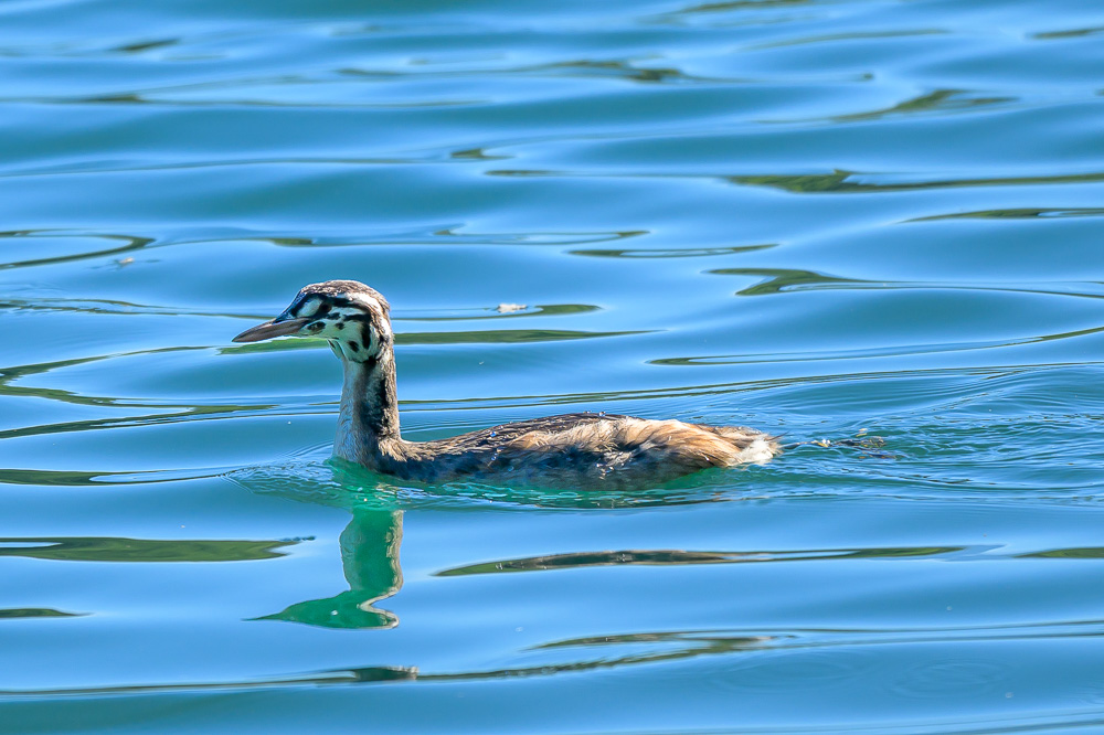 grebe-516.jpg