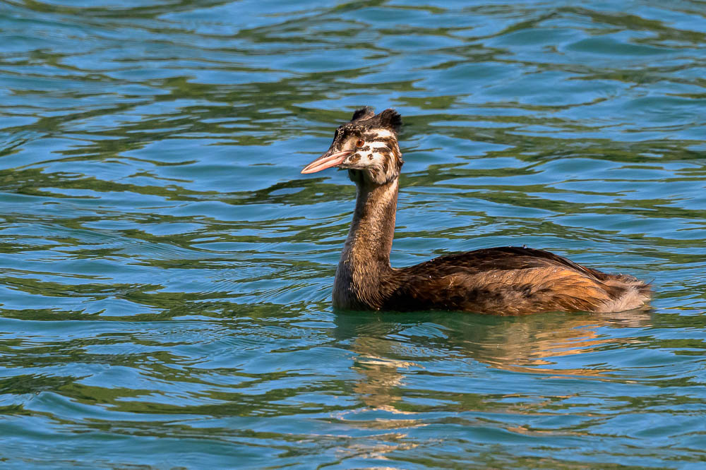 grebe 540.jpg