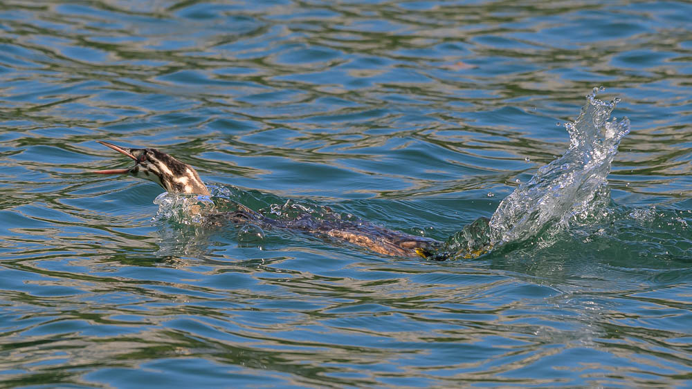 grebe 541.jpg