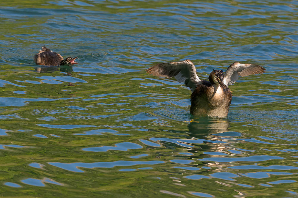 grebe 542.jpg
