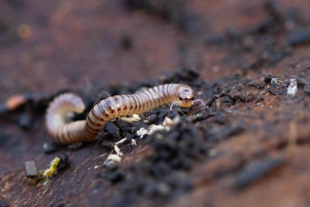 Cylindroiulus punctatus 2.jpg