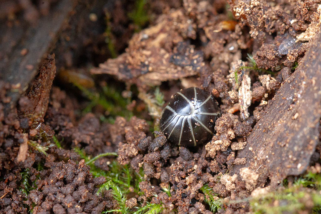 Glomeris marginata 3.jpg