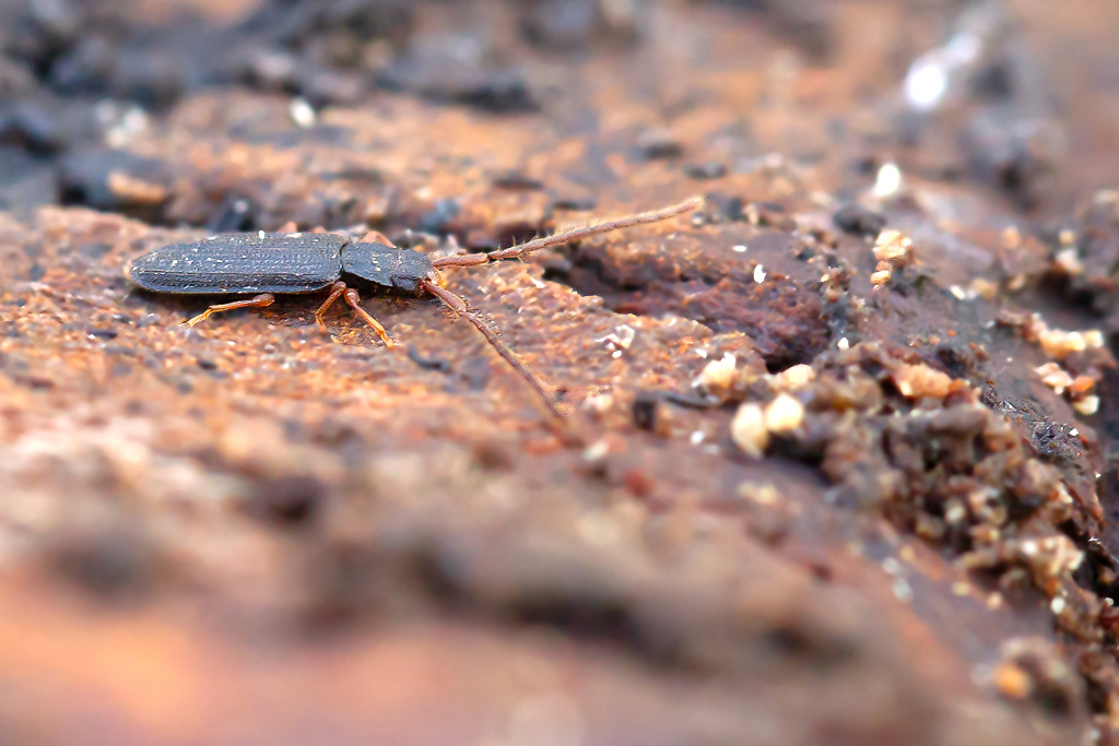Uleiota planatus 3.jpg