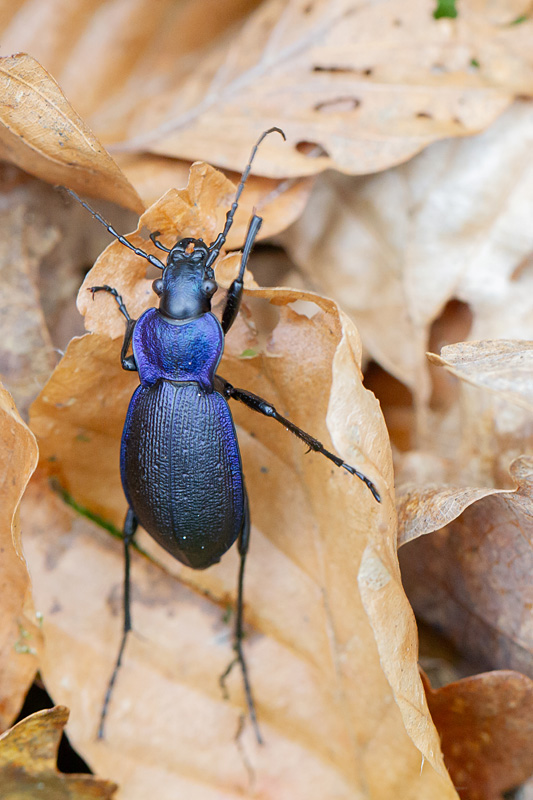 Carabus problematicus 3.jpg