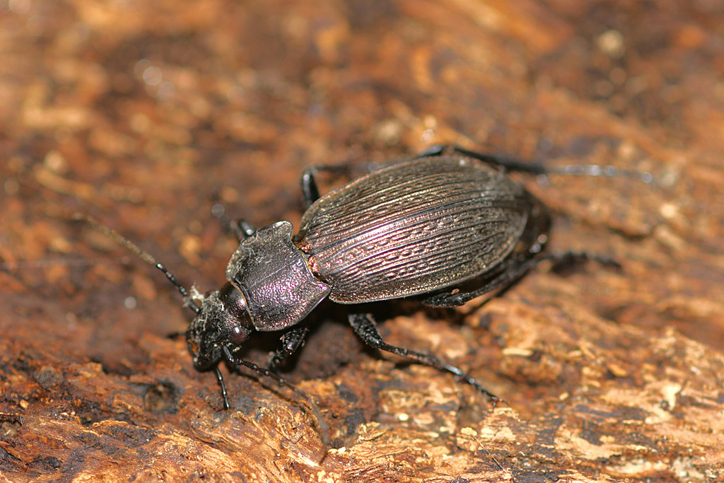 Carabus granulatus ( Carabe violet ) 3.jpg