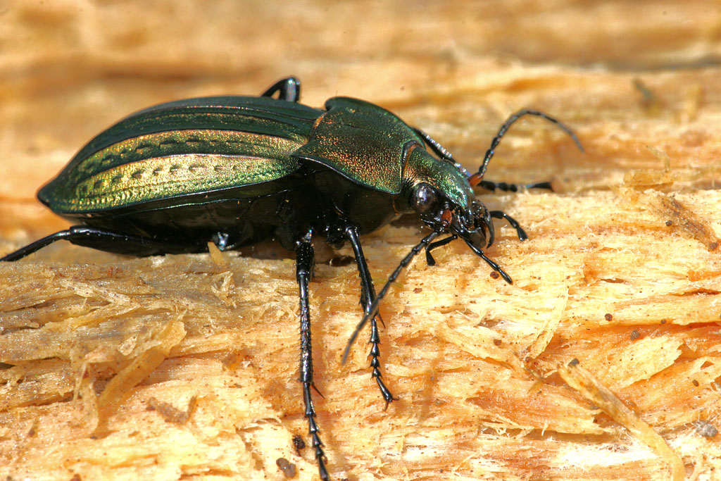 Carabus cancellatus 4.jpg