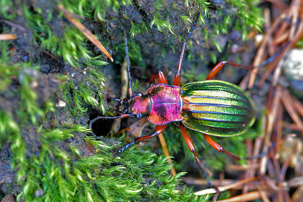 Carabus auronitens 3 Le Grais.jpg