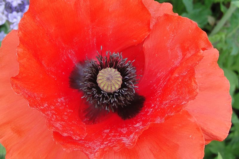 Coquelicot rouge.jpg
