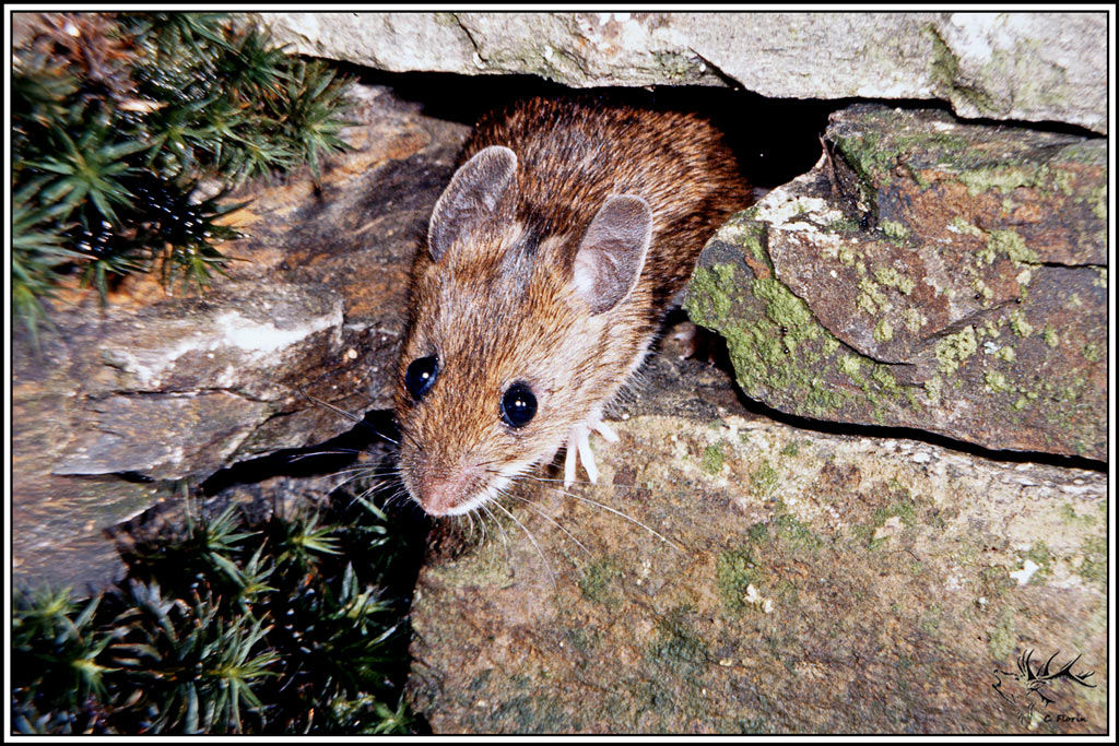 mulot_sylvestre(46).jpg