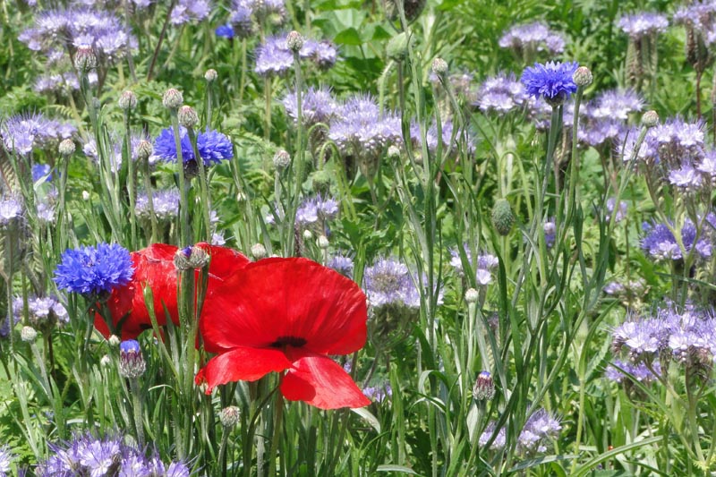 Coquelicots.jpg