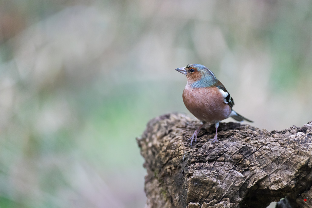 Pinson des arbres (Fringilla coelebs) - Chaffinch-487.jpg