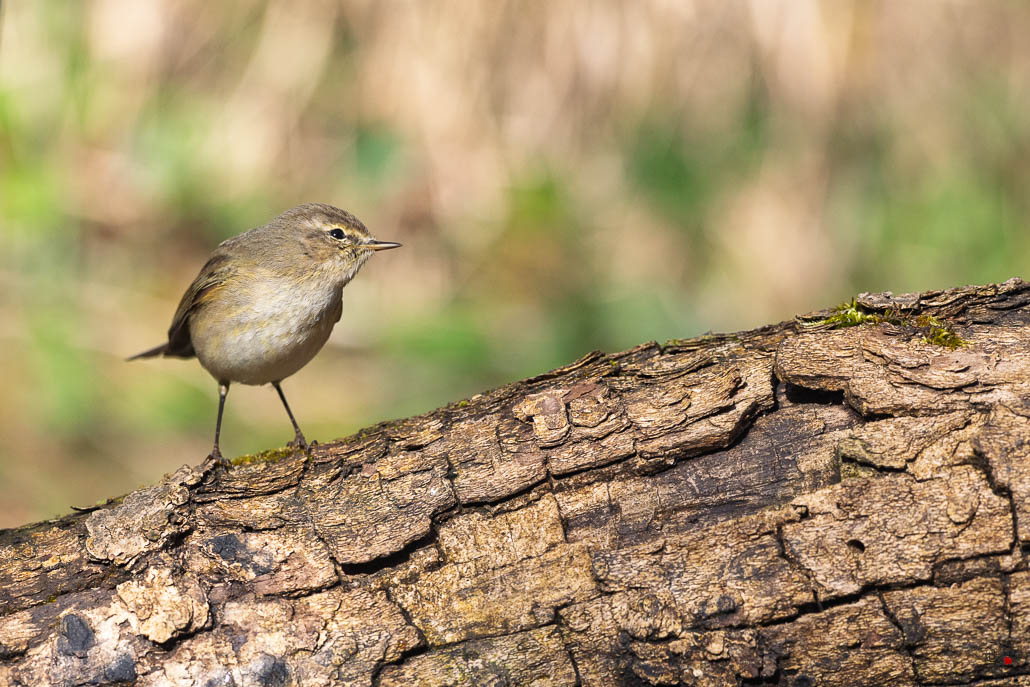 Pouillot Véloce (Phylloscopus collybita) Eurasian or Common chiffchaff-488.jpg