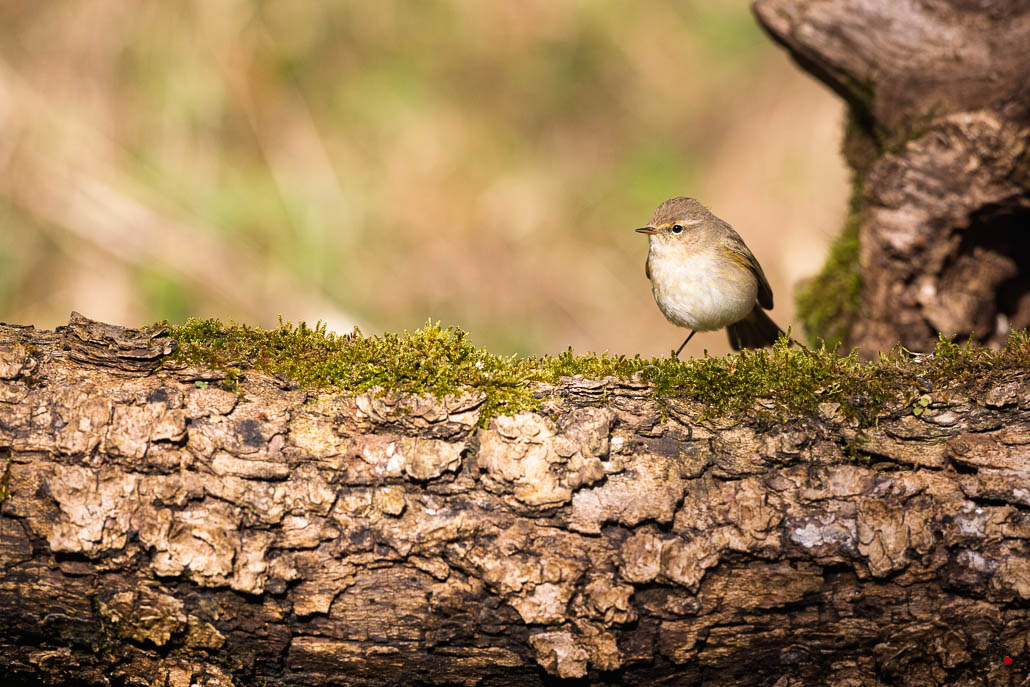 Pouillot Véloce (Phylloscopus collybita) Eurasian or Common chiffchaff-489.jpg