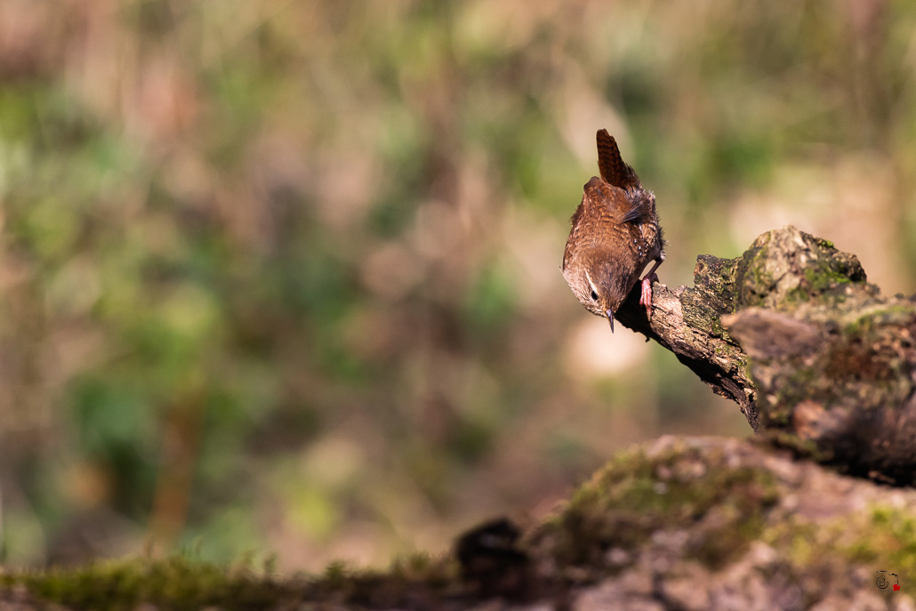 Troglodyte mignon (Troglodytes troglodytes)-387.jpg