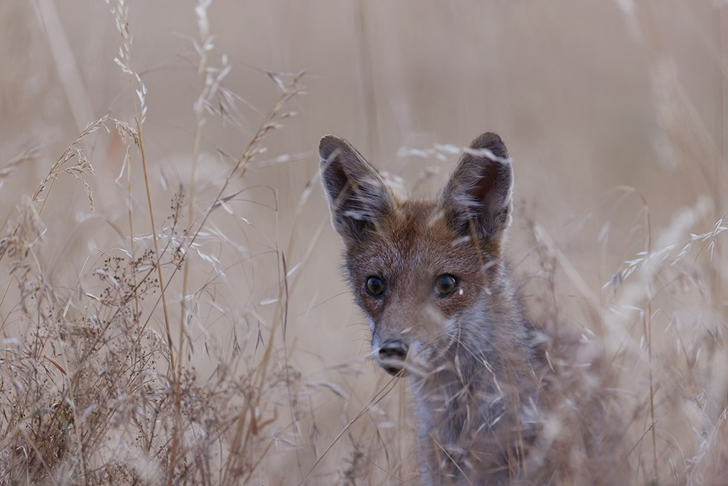 _MG_5983  Renard01.jpg