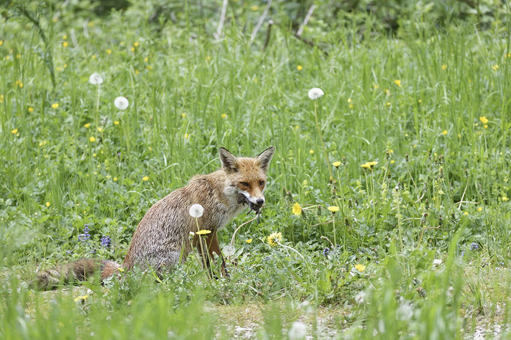 _45I6262  Renard03.jpg