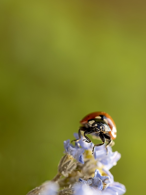 Coccinnelle2.JPG