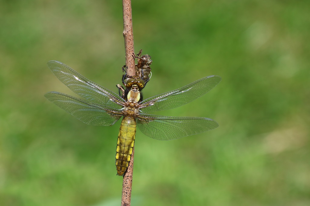 6 IMG_7701X.JPG