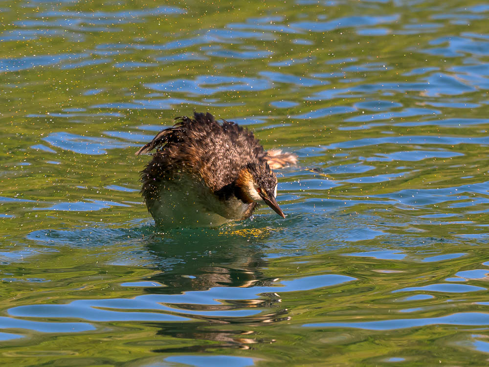grebe-544.jpg
