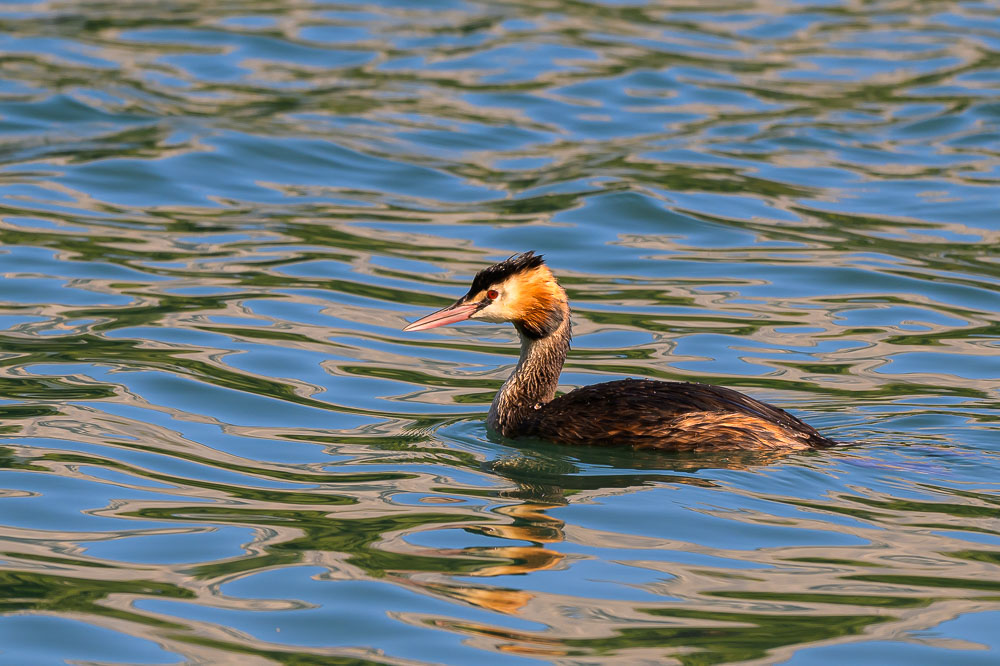 grebe 545.jpg