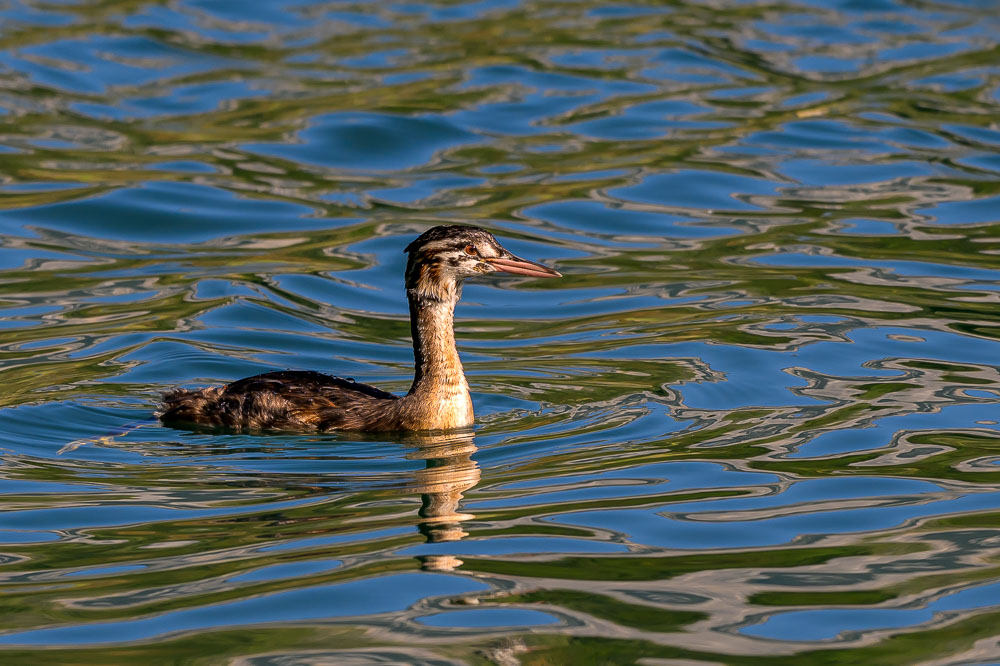 grebe-549.jpg