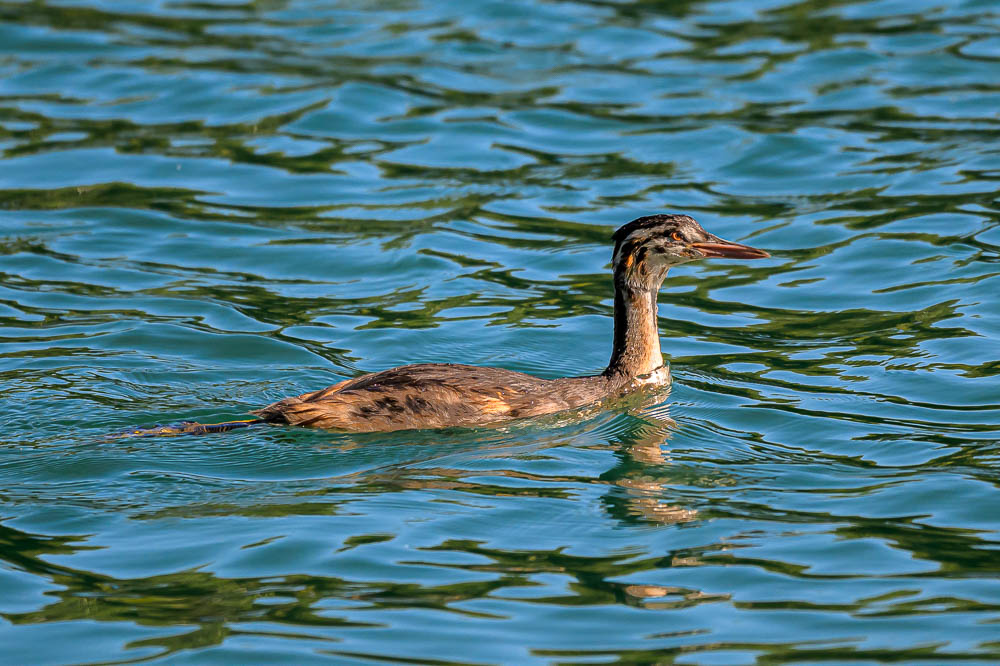 grebe-554.jpg