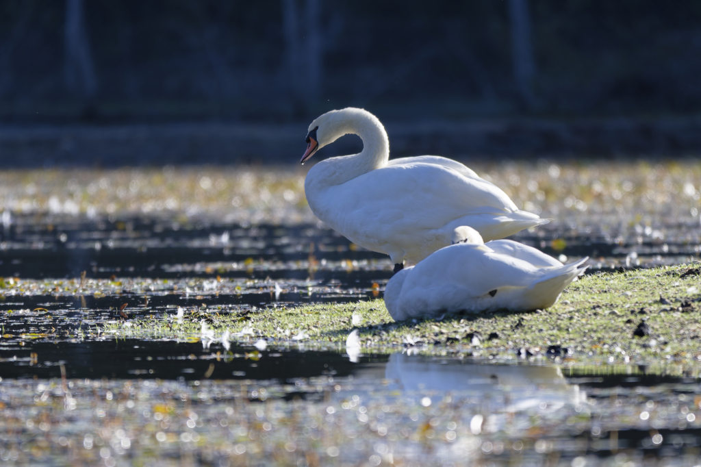 cigne blanc7.jpg
