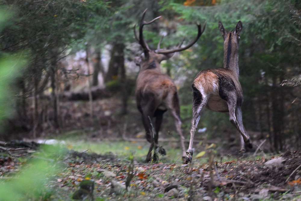 Cerf nov 2025.jpg
