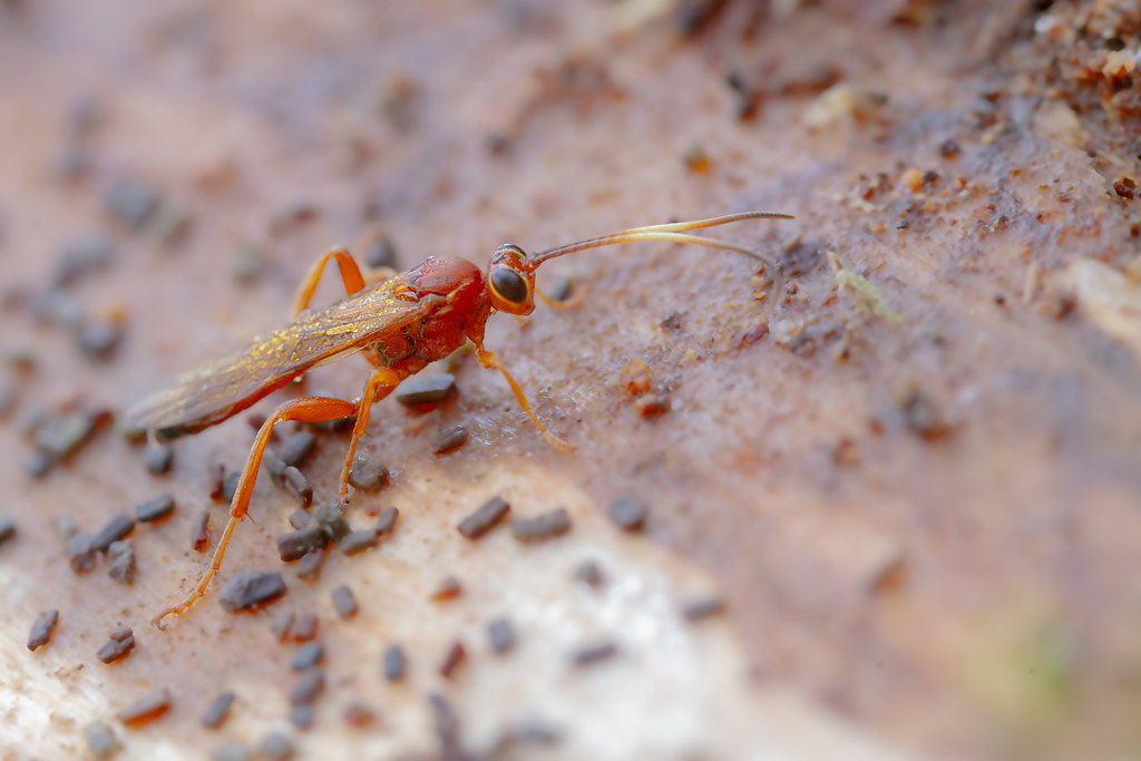 Lymantrichneumon disparis 1.jpg