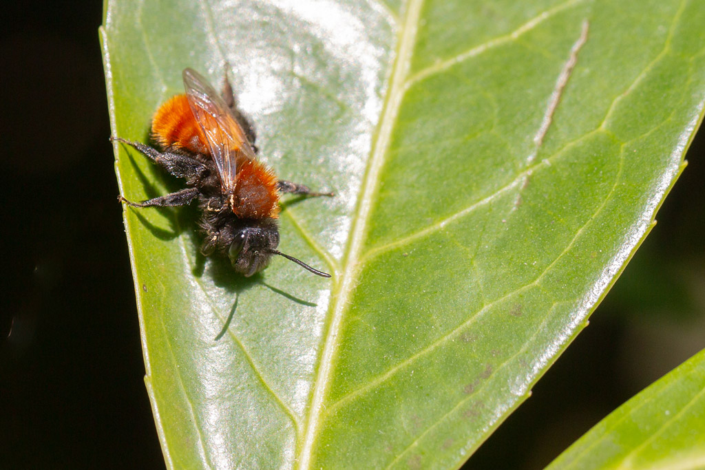 Andréne fauve - Andrena fulva.jpg
