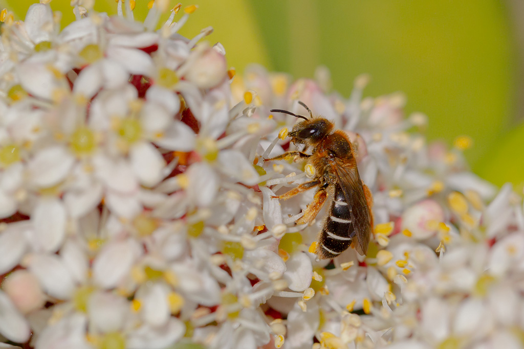 Halictus sexcinctus.jpg