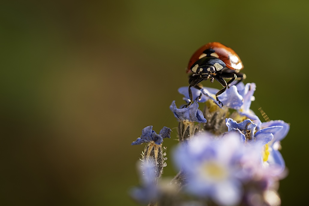 Coccinnelle3.JPG