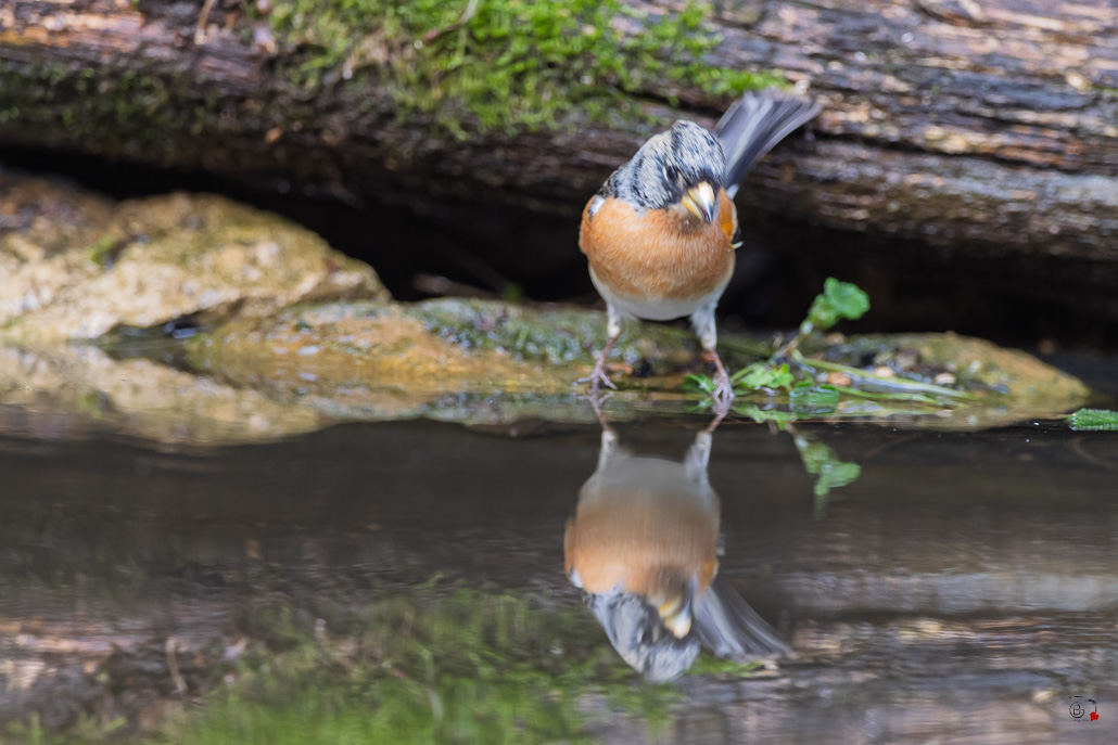 Pinson du Nord (Fringilla montifringilla) - Brambling--70.jpg
