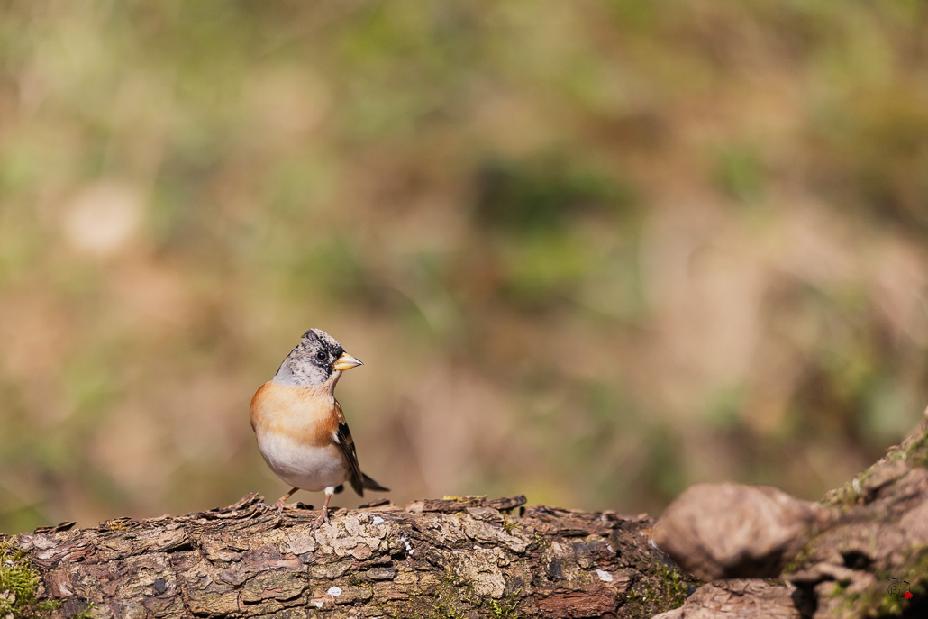 Pinson du Nord (Fringilla montifringilla) Brambling-99.jpg