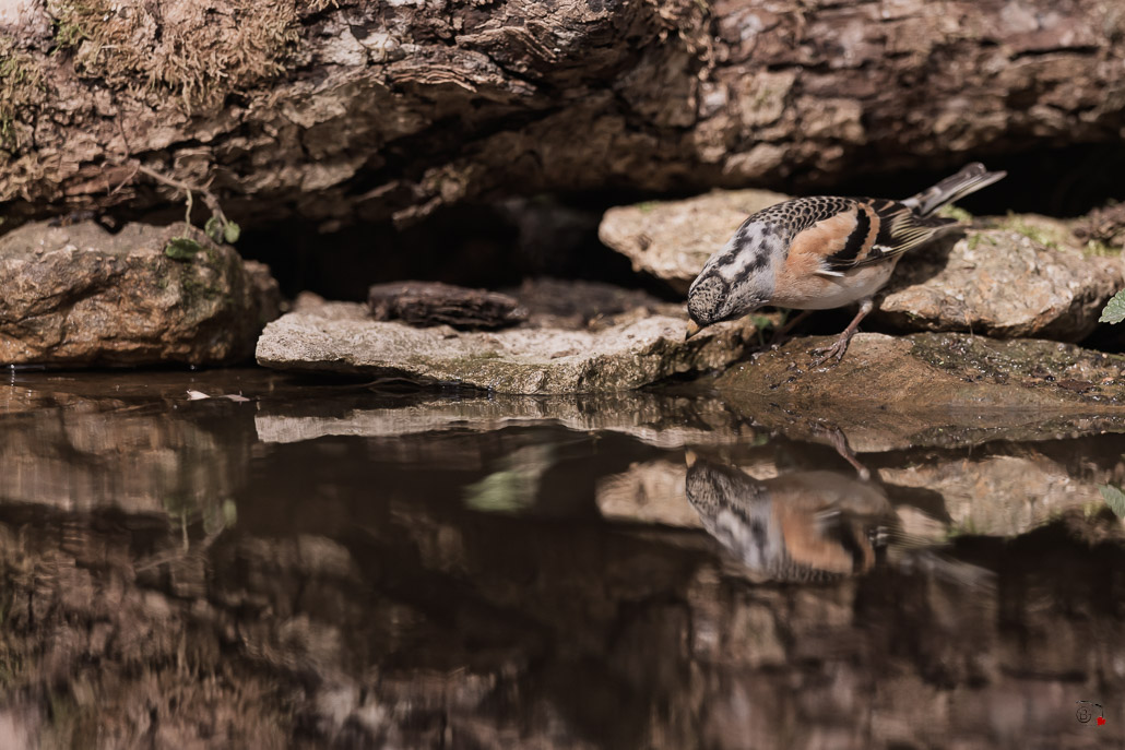 Pinson du Nord (Fringilla montifringilla) Brambling-121.jpg