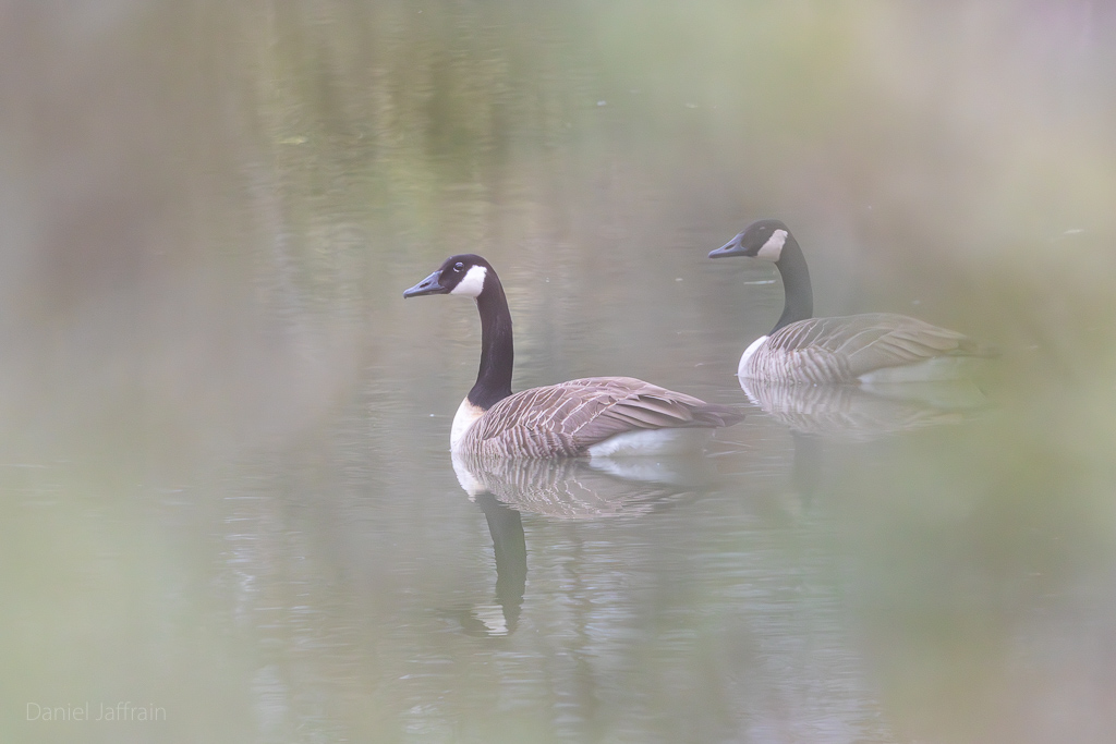 Image et Nature-1-16.jpg