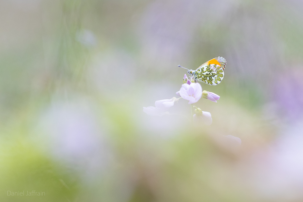 Image et Nature-1-15.jpg