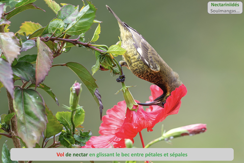 03 vol_nectar_entre_calice_et_corolle SD.jpg