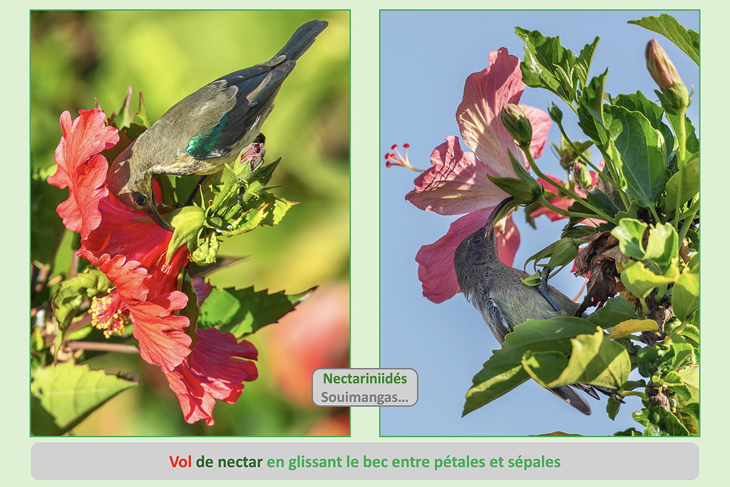 04 vol_nectar_entre_calice_et_corolle_2 SD.jpg
