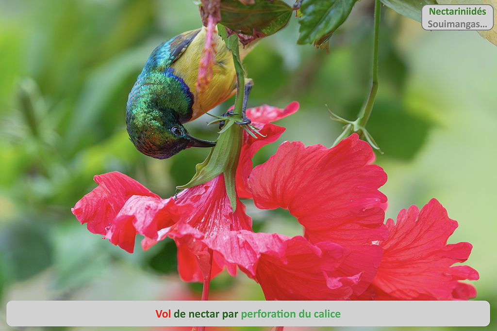 05 vol_nectar_perforation SD.jpg