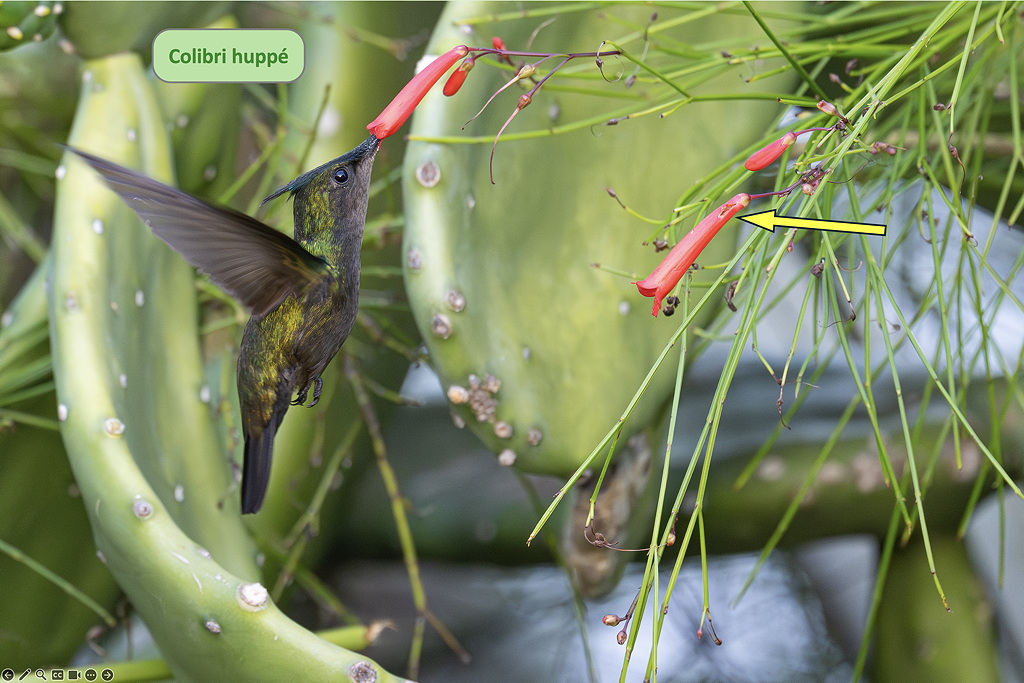 07 colibri_collecte SD.jpg